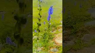 Blue Persicaria Affinis On The Way To Ratti Gali Lake [upl. by Brunella926]