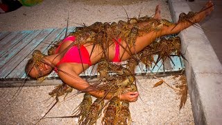 SPINY LOBSTER CATCHING CLEANING COOKING EATING tasty tuesday 27 [upl. by Jonette160]