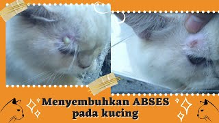 MENYEMBUHKAN KUCING SAKIT YANG MENGELUARKAN NANAH  Abses Pada Kucing [upl. by Nefets]