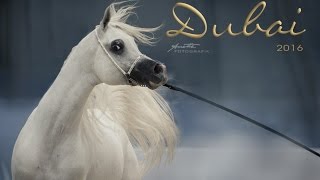 Dubai International ARABIAN HORSE Championship 2016 [upl. by Niltac]