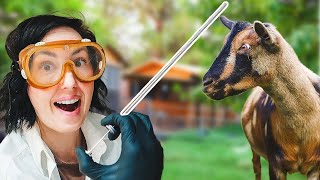 My First Time Artificially Inseminating a Goat – and I Didnt Expect This to Happen 😬 [upl. by Vinita]