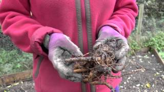 How to Plant Rhubarb [upl. by Akinimod]