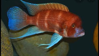 Cyphotilapia  Red Frontosa aka Copperband Cichlids footage [upl. by Gillman]