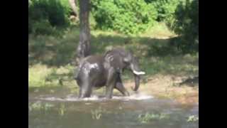 Elephant and Croc Full Version [upl. by Christoffer909]