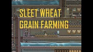 ONI  A Guide to sleet Wheat grain farming [upl. by Morgana]