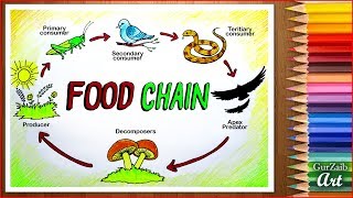 How to draw Food Chain Diagram poster chart drawing for beginners  easy  step by step [upl. by Joachima]