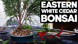 How to Bonsai an Eastern White Cedar🌲Thuja Occidentalis [upl. by Goodrow911]