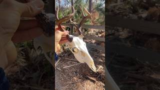 European Mount a deer skull   It really is that easy   deer taxidermy whitetail [upl. by Jada]