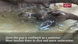 Otter Pups Swim Lesson [upl. by Medea]