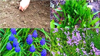 How To Grow Grape Hyacinth From Seeds  Mascari Armeniacum  How To Germinate Grape Hyacinth [upl. by Gelman]