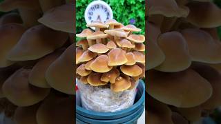 Time lapse video of mushroom plant🍄  life cycle of mushroom shorts like share subscribe [upl. by Ynohtnad]