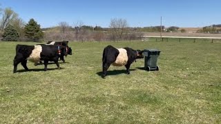 Belted Galloway cattle inspecting interesting objects in their pasture  Belted Galloway Homestead [upl. by Jenkel]