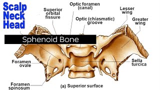 How do You Adjust Your Sphenoid Bone Athena Secrets [upl. by Ibrab]