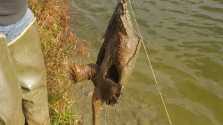 Catching Turtles In A Farm Pond [upl. by Llevron]