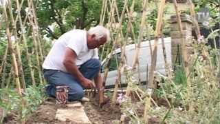 PLANTATION DES HARICOTS à rames [upl. by Megan]