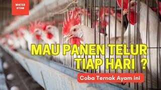 BISA PANEN TELUR TIAP HARI DARI BETERNAK AYAM INI [upl. by Eugilegna]