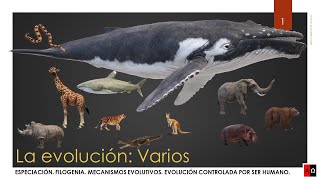 La evolución Especiación Filogenia Mecanismos evolutivos [upl. by Nollat993]