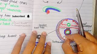 Formation and Position of heart Tube  CVS Embryology [upl. by Jacynth952]