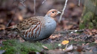 Niederwildhege Wetterau [upl. by Syd849]