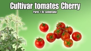 Cultivo del tomate Cherry  Sembrar tomates Cherry  Parte 1 [upl. by Royal]