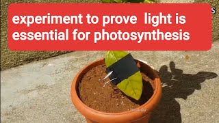 Light is essential for photosynthesis experiment [upl. by Inalan]