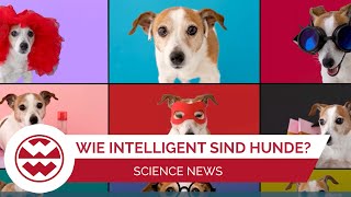 Die 5 dümmsten Hunderassen  Science News  Welt der Wunder [upl. by Roth]