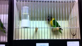 BVA Masters 2011 part 2 of 5  Lovebird International Show [upl. by Orfurd]