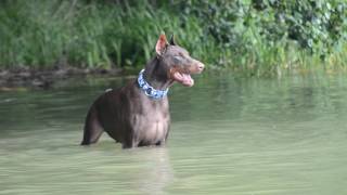 Doberman barking [upl. by Molloy601]