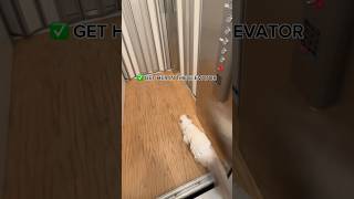 I HAVE AN ELEVATOR INSIDE MY HOUSE showing my cat a tour 🫣🐱 [upl. by Piotr684]