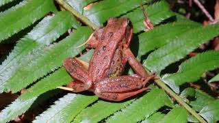 Northern RedLegged Frog [upl. by Eberhard633]