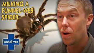 Tim Faulkner Finds THREE Funnel Web Spiders And Milks Their Venom  Bondi Vet [upl. by Godric]