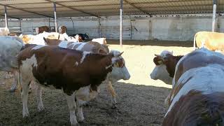 Bulls amp Cows Real Farming 2019  New Bulls Meet Cows First Time 08 [upl. by Annahsed]