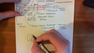 The Sodium Calcium Exchanger [upl. by Jeggar510]