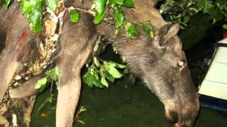 Betrunkener Elch im Apfelbaum  drunk moose stuck in apple tree [upl. by Odell]