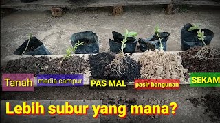 Stek Sancang dengan 5 jenis media Tanam [upl. by Wolenik587]