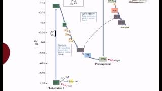 Electron flow in oxygenic photosynthesis [upl. by On421]