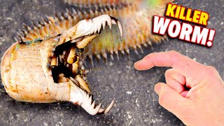 Bobbit Worm BITES Eats Fish Alive [upl. by Stanfill297]