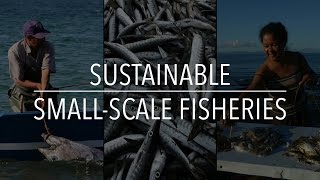 FAO Policy Series Sustainable SmallScale Fisheries [upl. by Lielos]