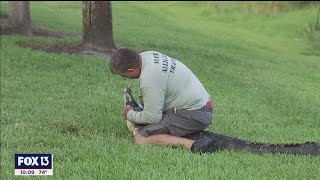 Palm Harbor alligator attack was quottraumaticquot witness says [upl. by Paapanen]