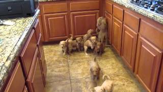 Goldendoodle Puppies Work for their food [upl. by Robina]