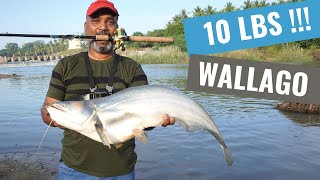 Wallago Attu caught using a Spoon lure  India December 2020 [upl. by Glinys18]