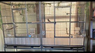 Pawhut Double Flight Cage With Divider Review  Zebra finches and Owl finches [upl. by Skiba]