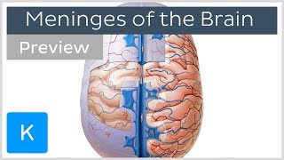 Meninges of the Brain Overview preview  Human Anatomy  Kenhub [upl. by Rushing775]