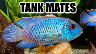 Top 10 Tank Mates for Electric Blue Acara [upl. by Cally]