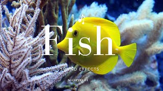 Fish Sound Effects No copyright 2022 [upl. by Vinna]