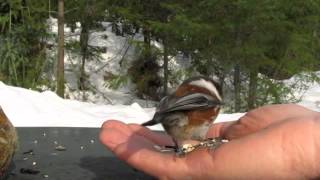 BlackCapped Chickadee amp ChestnutBacked Chickadee [upl. by Aineval545]