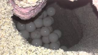 Sea Turtle Mother Laying Her Eggs Original [upl. by Dosi464]