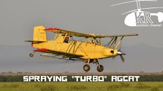 Spraying with Grumman G164 quotTurboquot Ag Cat near Lemoore CA [upl. by Nilorac111]