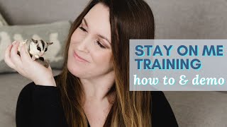 STAY ON ME TRAINING amp Hand Taming SUGAR GLIDERS  how to amp demonstration [upl. by Eimaj]