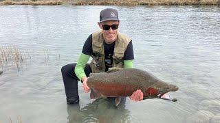 Massive trout New Zealand [upl. by Rebor]